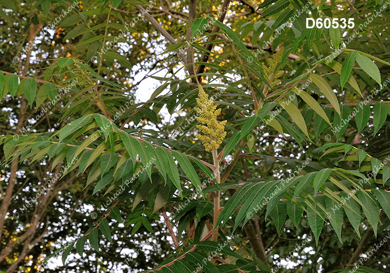 Staghorn Sumac (Rhus typhina)